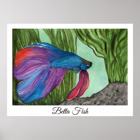 Betta Fish Poster (Voorkant)