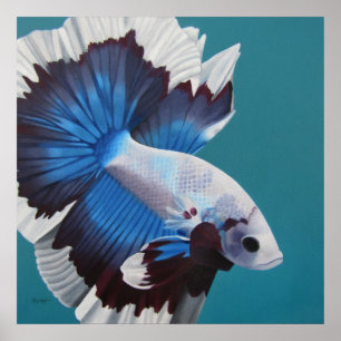Betta Fish-Poster Poster