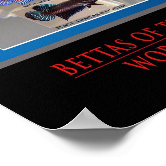 Betta Poster (Hoek)