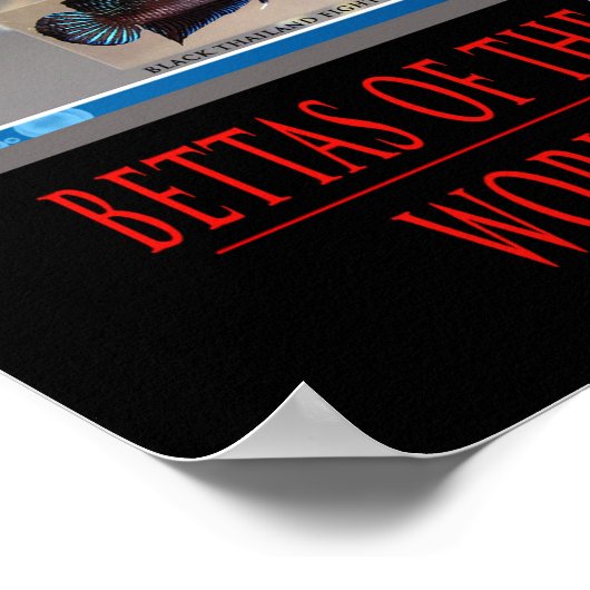 Betta Poster (Hoek)