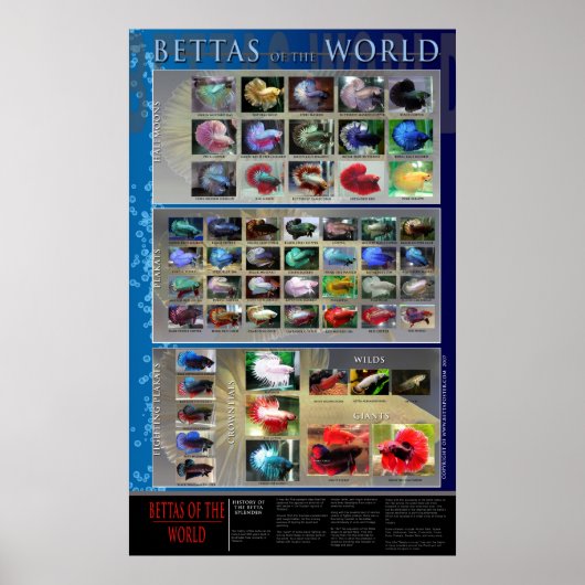 Betta Poster (Voorkant)