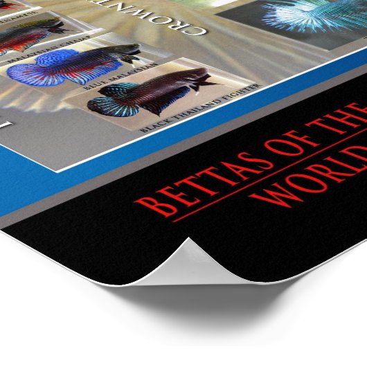 Betta Poster (Hoek)