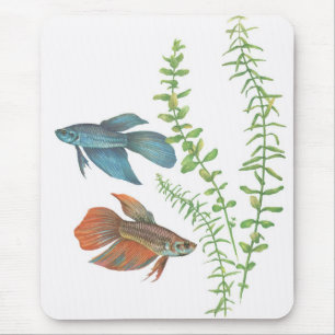 Betta splendens en Rotala indica White Muismat