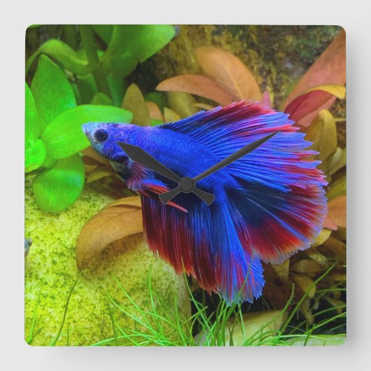 Betta Splendens Vierkante Klok (Voorkant)