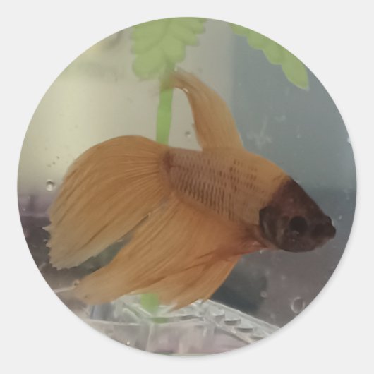 Betta-Sticker Ronde Sticker (Voorkant)