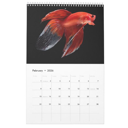 Betta vis Kalender (Feb 2026)