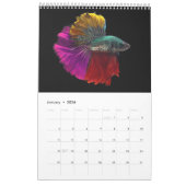 Betta vis Kalender (Jan 2026)