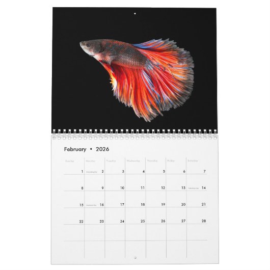 Betta vis Kalender (Feb 2026)