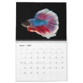 Betta vis Kalender (Mar 2027)