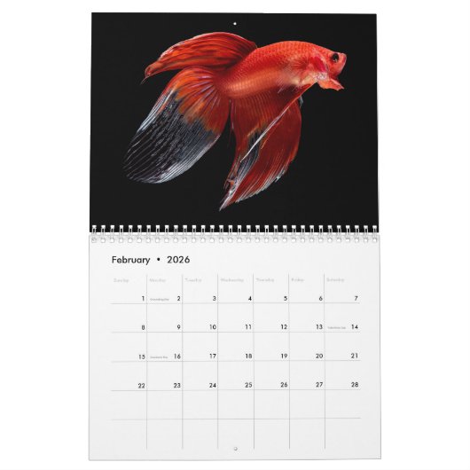 Betta vis Kalender (Feb 2026)