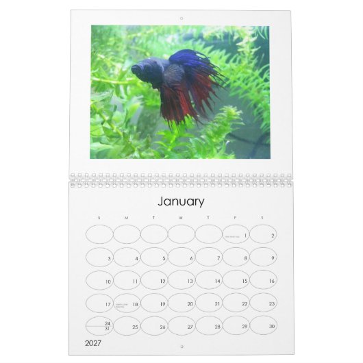 Betta viskalender 2013 kalender (Jan 2027)