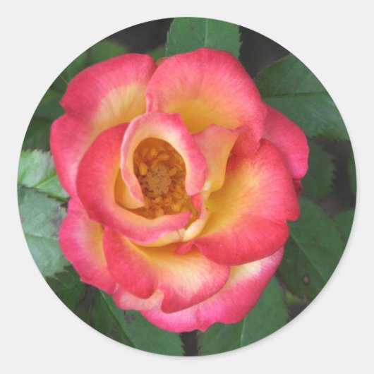 Betty Boop 140 Ronde Sticker (Voorkant)