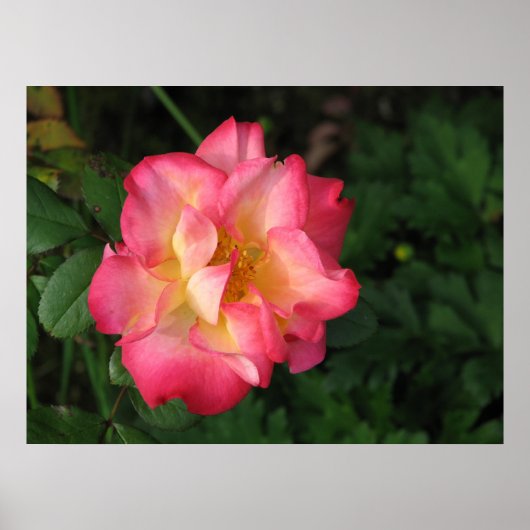 Betty Boop - 24 mei 2009 139 Poster (Voorkant)