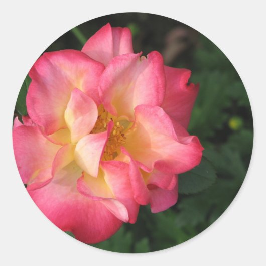 Betty Boop - 24 mei 2009 139 Ronde Sticker (Voorkant)