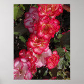 Betty Boop Rozen Poster (Voorkant)