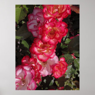 Betty Boop Rozen Poster