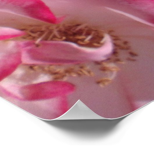 Betty Boop Rozen Poster (Hoek)