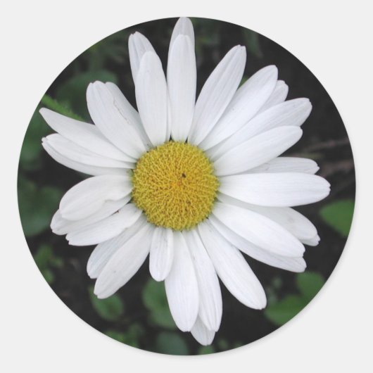 Betty's Daisy Ronde Sticker (Voorkant)