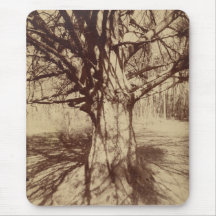 Beuk (door Eugène Atget)