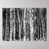 Beukenbomen, witte en steenkoolgrijs / grijs poster (Voorkant)