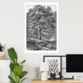 beukenboom 1800s Illustratie Afdrukken Poster (Thuiskantoor)