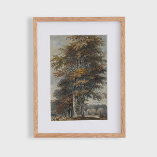 Beukenboom, man, runderen en schapen, poster
