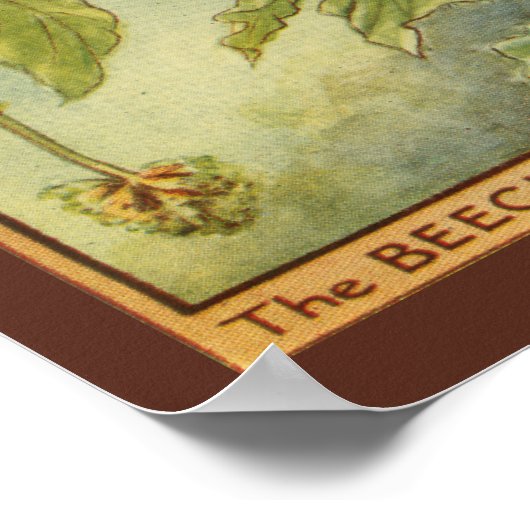 Beukenboom — Melk van Vision Studio Poster (Hoek)