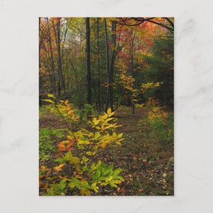 beukenBossen Briefkaart