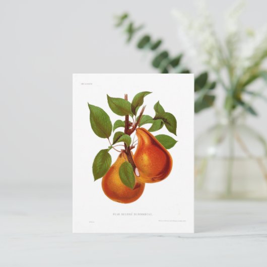 Beurre Durondeau Pear Briefkaart (Staand voorkant)