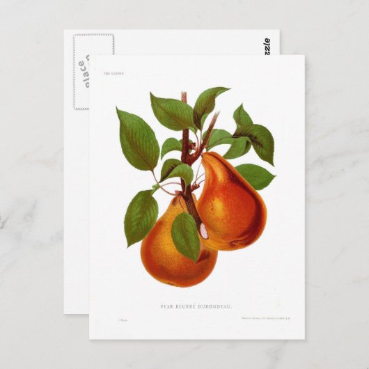 Beurre Durondeau Pear Briefkaart (Voorkant / Achterkant)