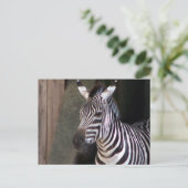 beurzen zebra briefkaart (Staand voorkant)
