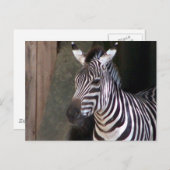 beurzen zebra briefkaart (Voorkant / Achterkant)