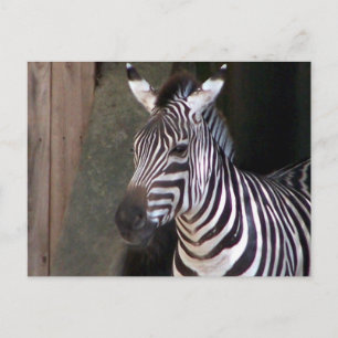 beurzen zebra briefkaart