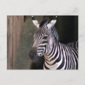 beurzen zebra briefkaart (Voorkant)
