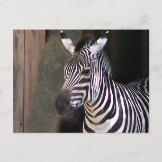 beurzen zebra briefkaart (Voorkant)