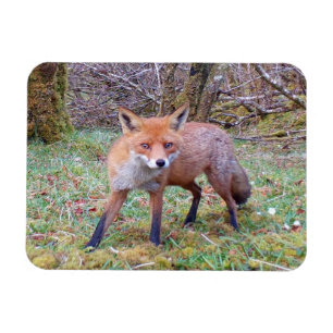 Bevallige bosrode vos scène dieren in het wild kun magneet