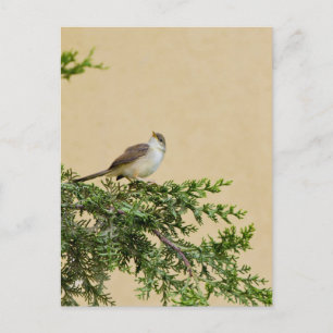 Bevallige Musvogelfotografie Briefkaart