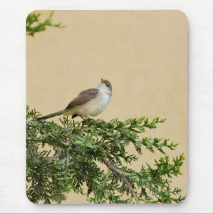 Bevallige Musvogelfotografie Muismat