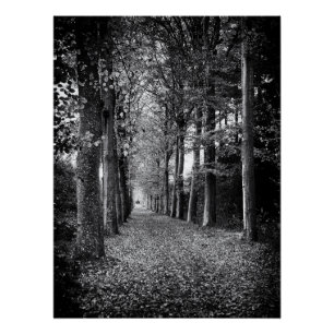 Bevallige zwart-wit bosfoto perfect poster