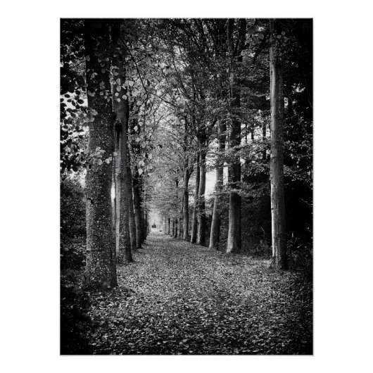 Bevallige zwart-wit bosfoto perfect poster (Voorkant)