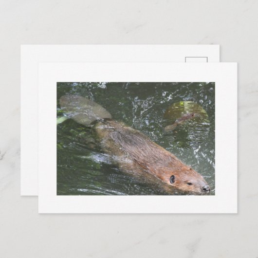 Bever Briefkaart (Voorkant / Achterkant)