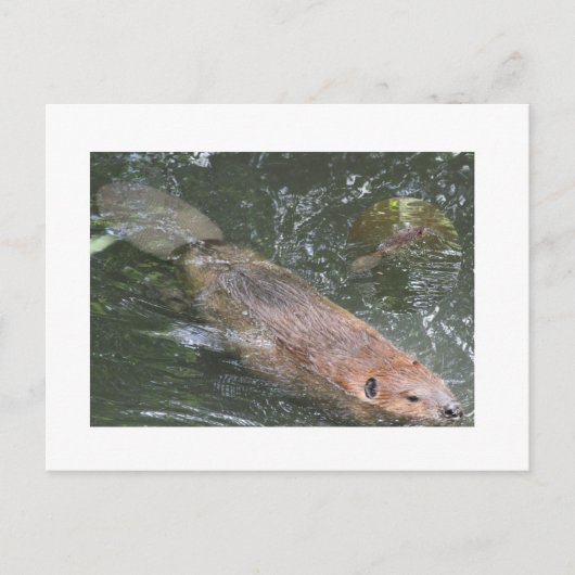 Bever Briefkaart (Voorkant)