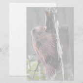 bever briefpapier (Voorkant / Achterkant)