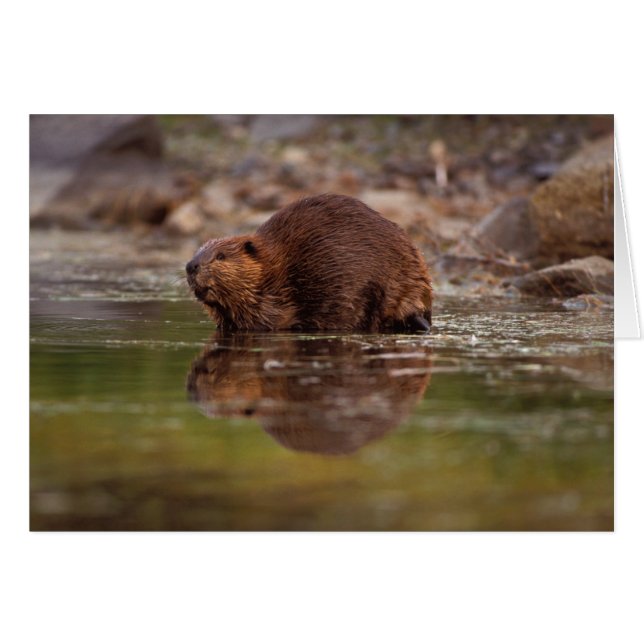bever, Castor canadensis, gaat zwemmen (Voorkant Horizontaal)