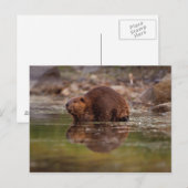 bever, Castor canadensis, gaat zwemmen Briefkaart (Voorkant / Achterkant)
