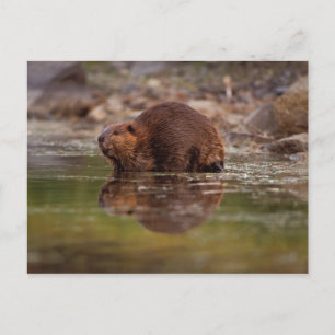bever, Castor canadensis, gaat zwemmen Briefkaart