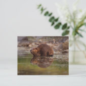 bever, Castor canadensis, gaat zwemmen Briefkaart (Staand voorkant)