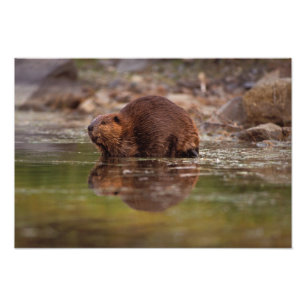 bever, Castor canadensis, gaat zwemmen Foto Afdruk