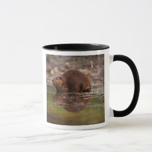 bever, Castor canadensis, gaat zwemmen Mok