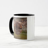 bever, Castor canadensis, gaat zwemmen Mok (Voorkant links)